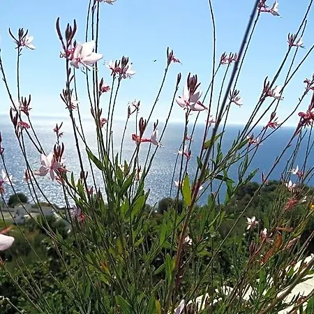La Mimosa 3* 카스트로